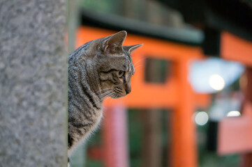 A wild cat living in Fushimi Inari Taisha Shrine in Japan