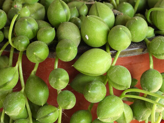 blooming string of pearls succulent close up       