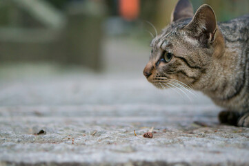 A wild cat living in Fushimi Inari Taisha Shrine in Japan