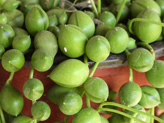 blooming string of pearls succulent close up       