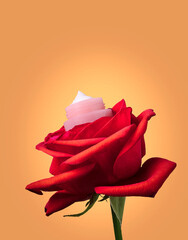 Skincare beauty treatment plant-based products with pink rose petals. Jar of body moisturizer