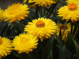 yellow blooming straw flowers close up