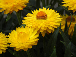 yellow blooming straw flowers close up