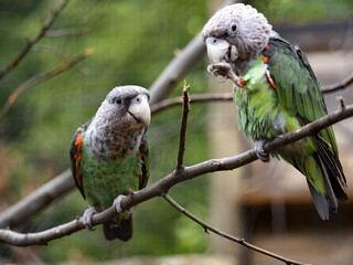 The Brown-necked Parrot, Poicephalus f. Fuscicollis, sits on a branch and observes the surroundings.