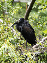 The African openbill, Anastomus lamelligerus, sits high in the branches and observes the surroundings.