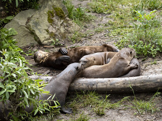 Naklejka na ściany i meble The Giant Otter family, Pteronura brasiliensis, plays on the grass.
