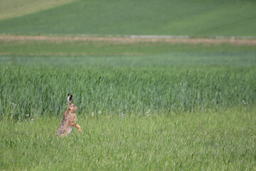 A European wild hare cautiously observes its surroundings, Lepus europaeus