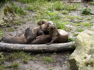 Fototapeta premium The Giant Otter family, Pteronura brasiliensis, plays on the grass.
