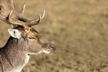Side portrait of an old fallow deer with big antlers, seems to smile, dama dama