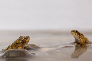 Two young european grass frogs sitting on pebble stones in the shallow water, Rana temporaria