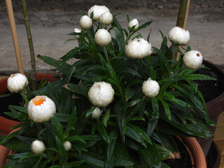 white straw flower plant in the rain, with closed flower heads 