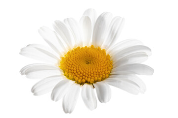 A close up of a marguerite flower isolated on white background, Leucanthemum