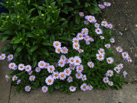 blooming purple daises close up