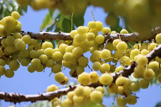 Phyllanthus acidus, known as the Otaheite gooseberry, Malay gooseberry, arbari, or simply gooseberry tree, is one of the trees with edible small yellow berries fruit in the family Phyllanthaceae.