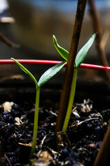 two new sprouts of a plant sprout from the fertile black fibrous soil, bokeh