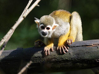 Naklejka na ściany i meble The Common Squirrel Monkey, Saimiri sciureus, sits high on a branch and observes the surroundings.