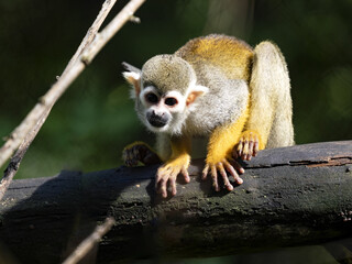 The Common Squirrel Monkey, Saimiri sciureus, sits high on a branch and observes the surroundings.