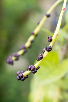 malabar spinach or ceylon spinach plant seeds, basella alba or basella rubra known as vine spinach, medicinal herb closeup taken in shallow depth of field