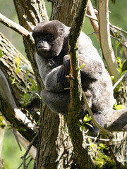 The woolly monkey, Lagothrix lagotricha, sits on a tree and basks in the morning sun.