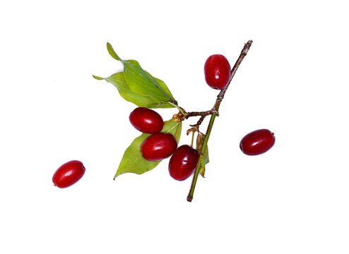 Cornus fruit .Dogwood berries are hanging on a branch of dogwood tree. Cornel, Cornelian Cherry Dogwood.  Branch of dogwood berry with leaves isolated on white background.