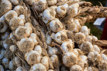 Braids of garlic. Red garlic from Sulmona, Abruzzo, Italy.