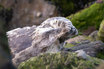 Grey seal (Halichoerus grypus) wiping its face with a paw, Yorkshire coast, UK. Funny seal portrait with a cute British mammal.