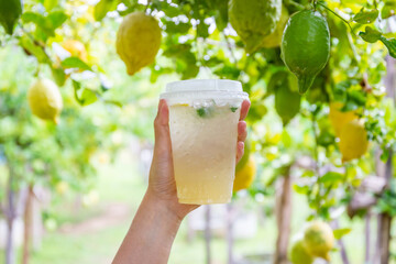 Woman hand holding a glass of cold lemon juice mixed with honey against a lemon garden background.
