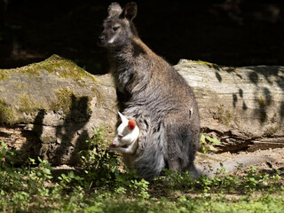 Bennett's wallaby, Macropus rufogriseus, female has a white chick bag. - obrazy, fototapety, plakaty