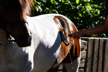 Cleaning horse with sweat scraper at barn after washing. Back lit, sunny day