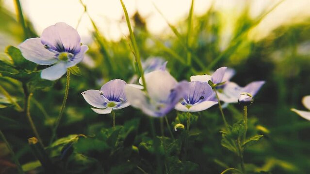 Flowers of Veronica oak close-up in nature at sunset. Beautiful 4k raw video 60 fps with smooth camera zoom.