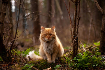 Naklejka na ściany i meble Portrait of red cat in nature in forest