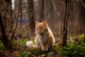 Naklejka na ściany i meble Portrait of red cat in nature in forest