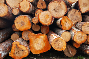 Pile of wood logs / Timber texture