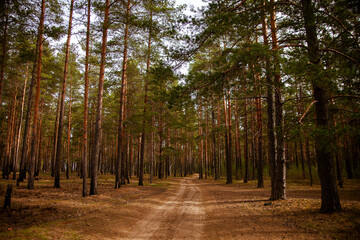 Coniferous forest on   summer day