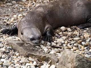 Fototapeta premium The largest otter The giant otter, Pteronura brasiliensis, is resting on the shore.