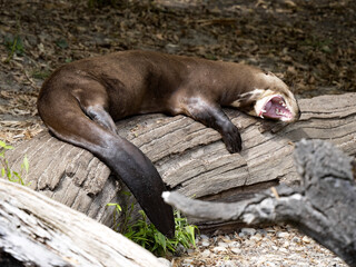 The largest otter The giant otter, Pteronura brasiliensis, is resting on the shore.