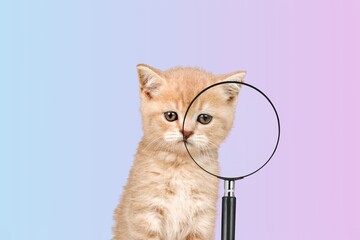 Portrait of a funny curious cat looking through a magnifying glass