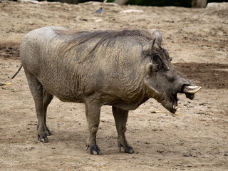 The great male Desert Warthog, Phacochoerus aethiopicus, stretches its jaws.
