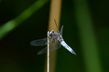 A scarce chaser dragonfly resting near water