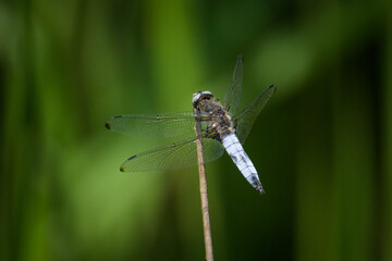 A scarce chaser dragonfly resting near water