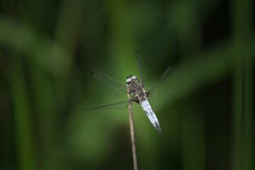 A scarce chaser dragonfly resting near water