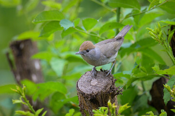 A female Eurasian Blackcap sitting on a small trunk