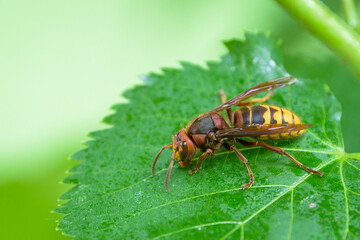 A European hornet sitting on a leaf