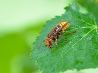 A European hornet sitting on a leaf