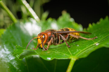 A European hornet sitting on a leaf
