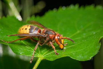 A European hornet sitting on a leaf