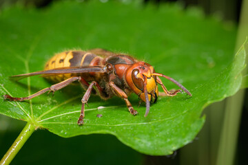 A European hornet sitting on a leaf
