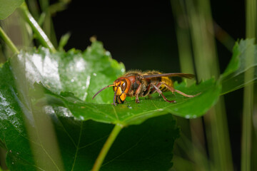 A European hornet sitting on a leaf