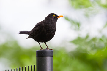 A male blackbird sitting on a fence