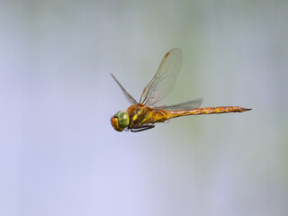 A green eyed hawker dragonfly in flight